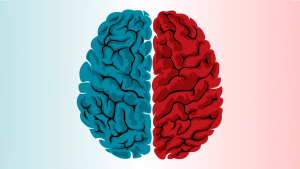 Diferenças Cerebrais podem explicar a polarização entre Conservadores e Progressistas, revela a Neurociência Política